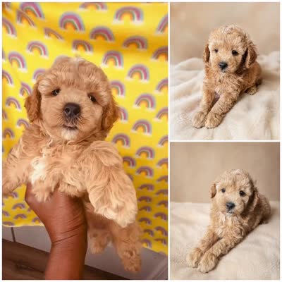Muffin, a male Poodle - Toy  for sale in Lancaster, SC – 2 of 2