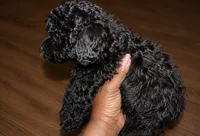 Snickers, a male Poodle - Toy  for sale in Lancaster, SC – 2 of 3