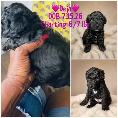 Deja , a female Poodle - Toy  for sale in Lancaster, SC – 2 of 2