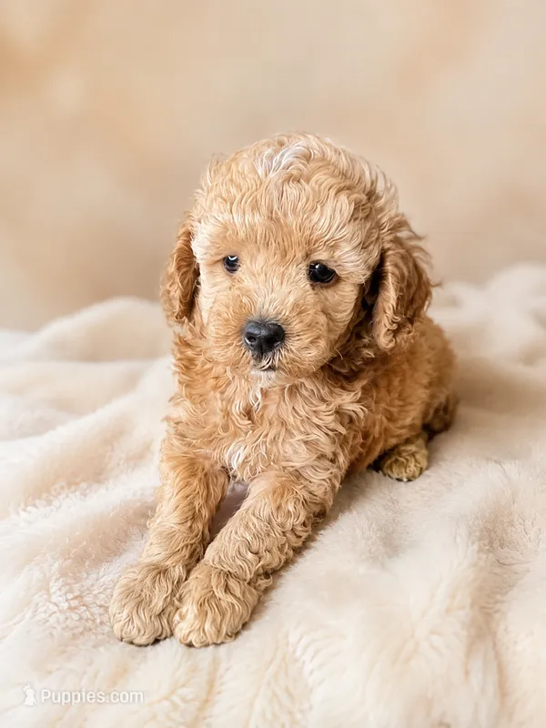 Muffin – Poodle - Toy  puppy for sale in Lancaster, SC