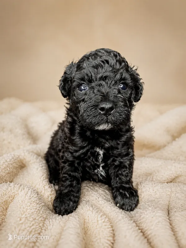 Deja  – Poodle - Toy  puppy for sale in Lancaster, SC