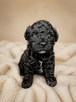 Deja , a female Poodle - Toy  for sale in Lancaster, SC – 1 of 2