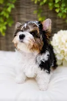 Bentley, a male Yorkshire Terrier for sale in Milton, FL – 4 of 5