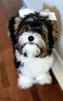 Teddy , a male Yorkshire Terrier for sale in Milton, FL – 4 of 4