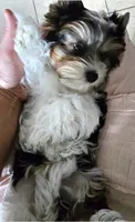 Bentley, a male Yorkshire Terrier for sale in Milton, FL – 3 of 5