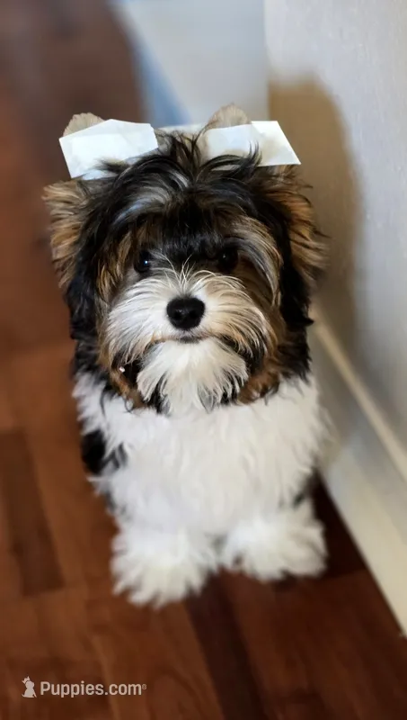 Teddy  – Yorkshire Terrier puppy for sale in Milton, FL