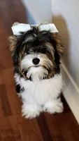 Teddy , a male Yorkshire Terrier for sale in Milton, FL – 1 of 4
