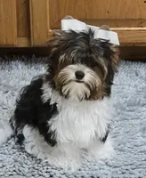 Teddy , a male Yorkshire Terrier for sale in Milton, FL – 3 of 4