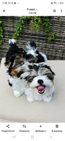Bentley, a male Yorkshire Terrier for sale in Milton, FL – 5 of 5