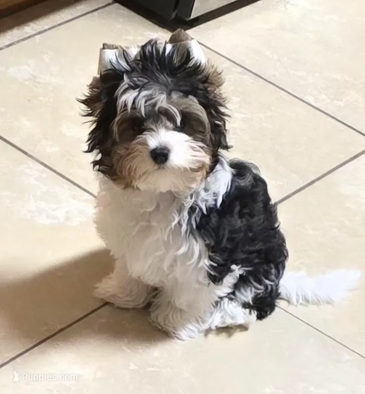 Bentley – Yorkshire Terrier puppy for sale in Milton, FL
