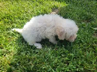 Neo, a male Bichpoo for sale in La Harpe, IL – 7 of 9