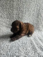 Cocoa , a male Poodle - Toy  for sale in La Harpe, IL – 5 of 6