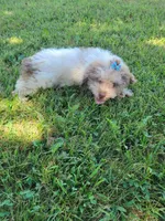 Sissy, a female Poodle - Toy  for sale in La Harpe, IL – 4 of 10