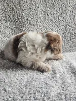 Sissy, a female Poodle - Toy  for sale in La Harpe, IL – 2 of 9