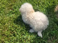 Neo, a male Bichpoo for sale in La Harpe, IL – 4 of 9