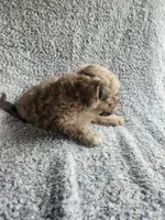 Daisy , a female Bichpoo for sale in La Harpe, IL – 8 of 10