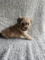 Daisy , a female Bichpoo for sale in La Harpe, IL – 10 of 10
