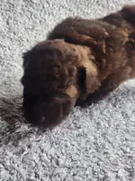 Cocoa , a male Poodle - Toy  for sale in La Harpe, IL – 6 of 6
