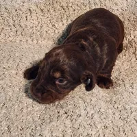 Gracie, a female Miniature Dachshund for sale in La Harpe, IL – Photo 4 of 5