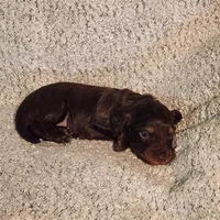Gracie, a female Miniature Dachshund for sale in La Harpe, IL – Photo 5 of 5