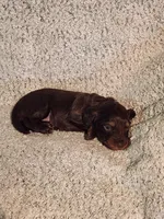 Gracie, a female Miniature Dachshund for sale in La Harpe, IL – Photo 5 of 5