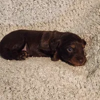 Gracie, a female Miniature Dachshund for sale in La Harpe, IL – Photo 1 of 5