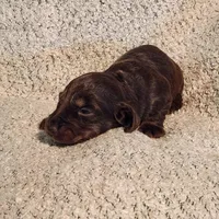 Gracie, a female Miniature Dachshund for sale in La Harpe, IL – Photo 3 of 5