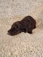 Gracie, a female Miniature Dachshund for sale in La Harpe, IL – Photo 3 of 5