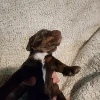 Gracie, a female Miniature Dachshund for sale in La Harpe, IL – Photo 2 of 5