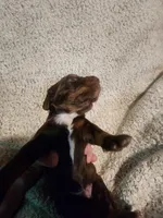 Gracie, a female Miniature Dachshund for sale in La Harpe, IL – Photo 2 of 5