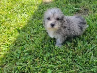 Tinley, a female Bichpoo for sale in La Harpe, IL – 9 of 10
