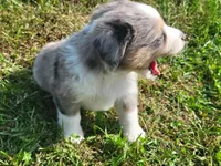Cinch, a male Miniature Australian Shepherd for sale in La Harpe, IL – 8 of 8