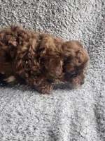 Hank, a male Poodle - Toy  for sale in La Harpe, IL – 6 of 7