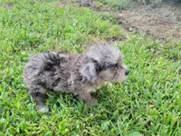 Tinker Bell, a female Bichpoo for sale in La Harpe, IL – 4 of 10