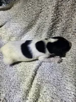 Rambo, a male German Shorthaired Pointer for sale in La Harpe, IL – Photo 8 of 10