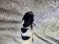 Rambo, a male German Shorthaired Pointer for sale in La Harpe, IL – Photo 7 of 10