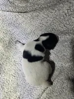 Rambo, a male German Shorthaired Pointer for sale in La Harpe, IL – Photo 5 of 10