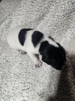 Rambo, a male German Shorthaired Pointer for sale in La Harpe, IL – Photo 1 of 10