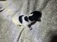 Rambo, a male German Shorthaired Pointer for sale in La Harpe, IL – Photo 10 of 10