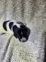 Rambo, a male German Shorthaired Pointer for sale in La Harpe, IL – Photo 9 of 10