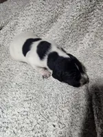 Rambo, a male German Shorthaired Pointer for sale in La Harpe, IL – Photo 3 of 10