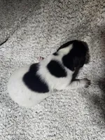 Rambo, a male German Shorthaired Pointer for sale in La Harpe, IL – Photo 2 of 10