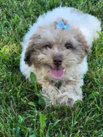 Sissy, a female Poodle - Toy  for sale in La Harpe, IL – 1 of 10