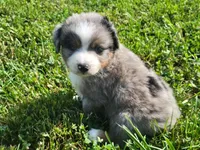 Clara, a male Miniature Australian Shepherd for sale in La Harpe, IL – 4 of 5