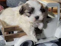 Lilly, a female Mal Shi for sale in La Harpe, IL – 5 of 10
