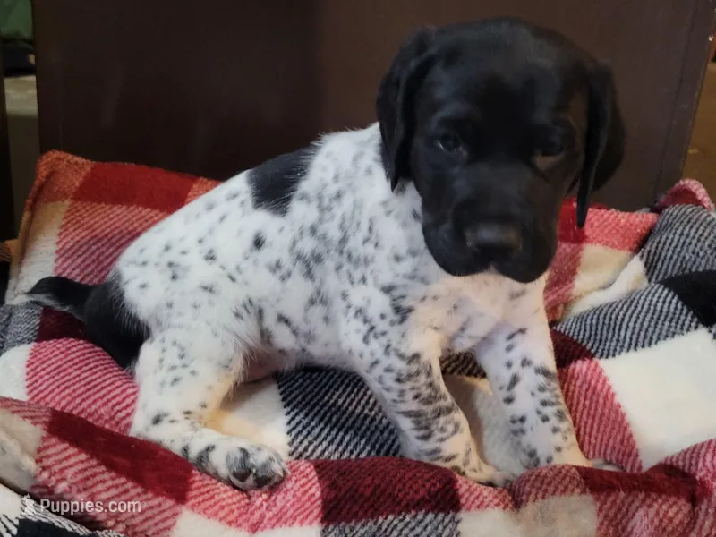 Benelli  – German Shorthaired Pointer puppy for sale in La Harpe, IL