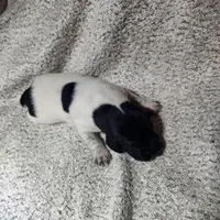 Benelli , a male German Shorthaired Pointer for sale in La Harpe, IL – Photo 6 of 10