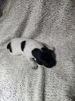 Benelli , a male German Shorthaired Pointer for sale in La Harpe, IL – Photo 3 of 7