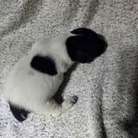 Benelli , a male German Shorthaired Pointer for sale in La Harpe, IL – Photo 4 of 10