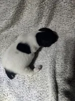 Benelli , a male German Shorthaired Pointer for sale in La Harpe, IL – Photo 1 of 7